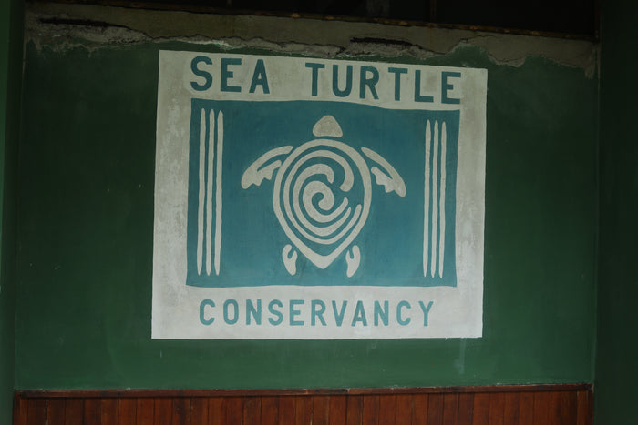 A stylized sea turtle mural is displayed on a green wall, with text reading SEA TURTLE CONSERVANCY above and below the turtle image. The background features wooden paneling.